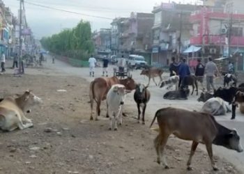 सप्तरीको राजविराज नगरका युवाले अस्तव्यस्त फोहोर व्यवस्थापन तथा छाडा चौपाया नियन्त्रण गर्न माग