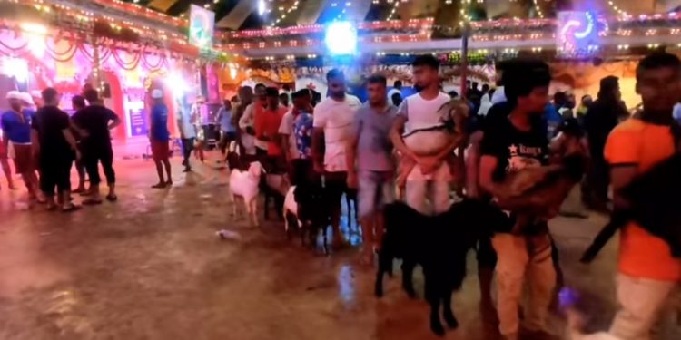 जनकपुरधामको प्रसिद्ध शक्तिपीठ राजदेवी मन्दिरमा १४ हजार २ सय ९१ बोका ब ‘लि प्रदान