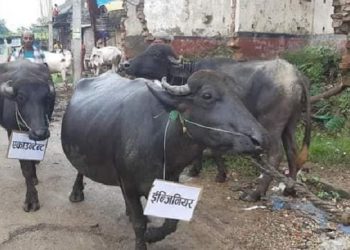 धनुषाको सबैलाका मेयर र कर्मचारीविरुद्ध भैंसी जुलुस