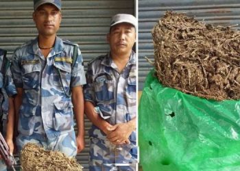धनुषाको नगराइन सिमा इलाकाबाट सशस्त्र प्रहरीद्वारा गाँजा बरामद