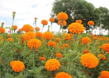 महोत्तरी : फूलबाट मनग्य आम्दानी