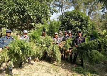 महोत्तरीमा गोनाहा बथनाहा,अजमरपट्टी र रानिरतवारामा गरि ८ विगहामा लगाइएको अवैध गाँजा खेती नष्ट