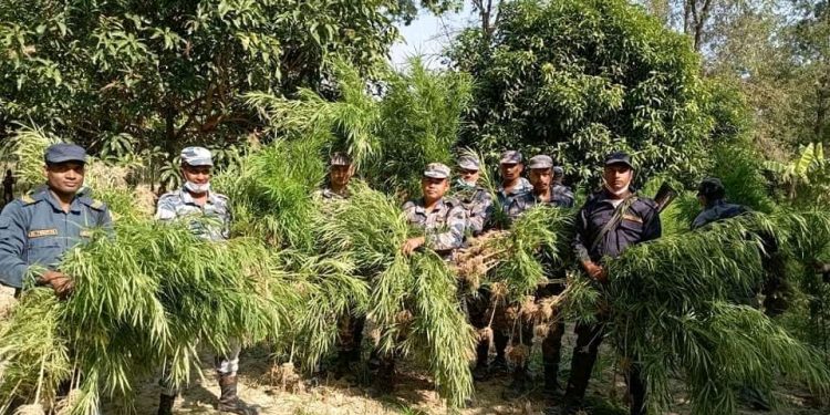 महोत्तरीमा गोनाहा बथनाहा,अजमरपट्टी र रानिरतवारामा गरि ८ विगहामा लगाइएको अवैध गाँजा खेती नष्ट