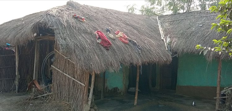 सप्तरीको डाक्नेश्वरी नगरपालिका : पुस्तौँदेखि बसोबास गर्दै आएका मुसहरलाई उठीबासको चिन्ता