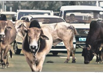 छाडा पशुबस्तुले बजारक्षेत्र अस्तव्यस्त