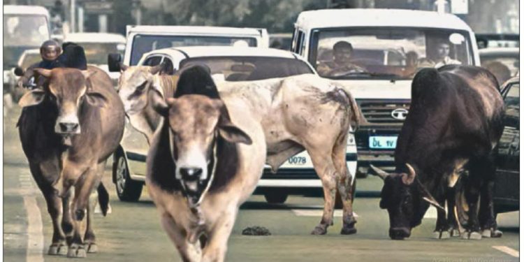 छाडा पशुबस्तुले बजारक्षेत्र अस्तव्यस्त