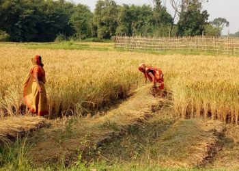 सिरहा सहित तराईमा धान भित्र्याउन किसानको चटारो