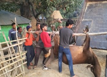 सप्तरीको बोदे बर्साईनमा पनि पशुचौपायामा देखियो अज्ञात रोग, पशुचौपाया म र्दै