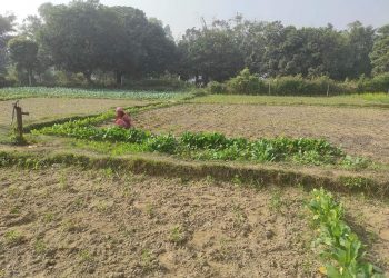 सप्तरीमा तरकारी खेतिबाट भबिष्य खोज्दै महिला