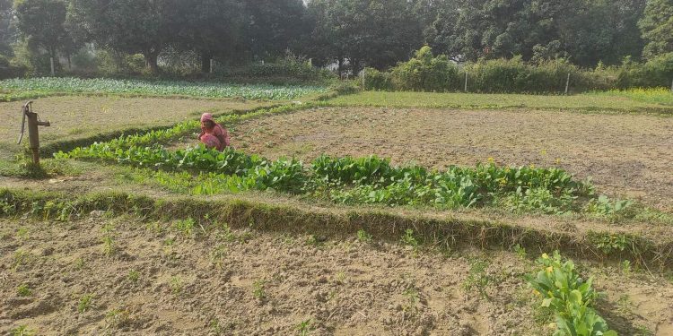 सप्तरीमा तरकारी खेतिबाट भबिष्य खोज्दै महिला