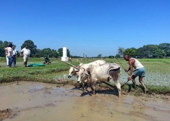 कृषकलाई होइन, कागज मिलाउनेलाई अनुदान