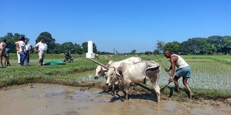 कृषकलाई होइन, कागज मिलाउनेलाई अनुदान