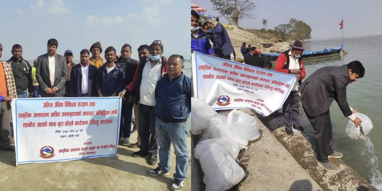 जलिय जैबिक बिविधता संरक्षण गर्न सप्तकोशी नदीमा ३० हजार माछाका भुरा छाडियो