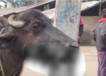 वन्यजन्तु मा र्न राखिएको विस्फोटक पदार्थ भैँसीले खाएपछि…