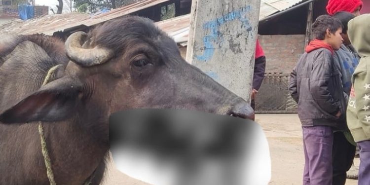 वन्यजन्तु मा र्न राखिएको विस्फोटक पदार्थ भैँसीले खाएपछि…