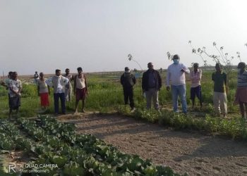 सप्तरीमा तरकारी खेतीको अनुगमन