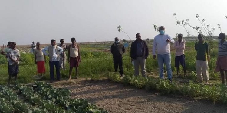 सप्तरीमा तरकारी खेतीको अनुगमन