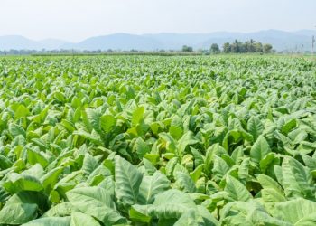 सुर्ती खेतीबाट आम्दानी बढाउँदै महोत्तरीका किसान