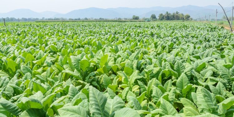 सुर्ती खेतीबाट आम्दानी बढाउँदै महोत्तरीका किसान