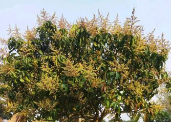 आँपको रुखमा मन्जरी देखेपछि किसानवर्गमा छुट्टै उमङ्ग