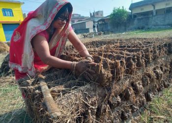 ग्रामीण भेगमा इन्धनका लागि ‘गुइँठा’