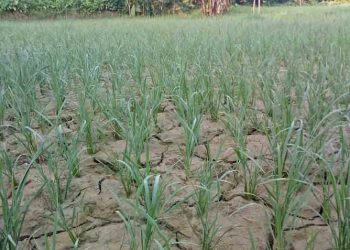 पानी नपरेपछि महोत्तरीमा धान रोपाइँ अलपत्र