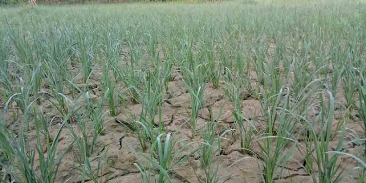 पानी नपरेपछि महोत्तरीमा धान रोपाइँ अलपत्र