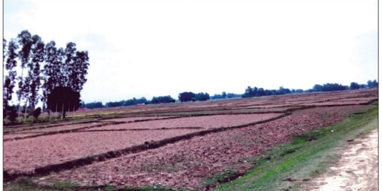 समयमा पानी नपर्दा भएन धान रोपाइ किसान चिन्तित