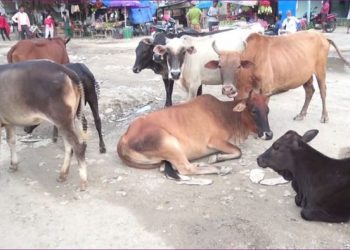 जनकपुरमा गौशाला निमार्ण हुने