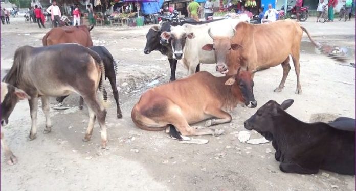 जनकपुरमा गौशाला निमार्ण हुने