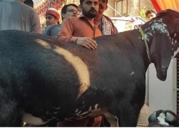 खसी बजारमा ३०० केजीको खसी किन्ने भन्दा हेर्नेको भिड