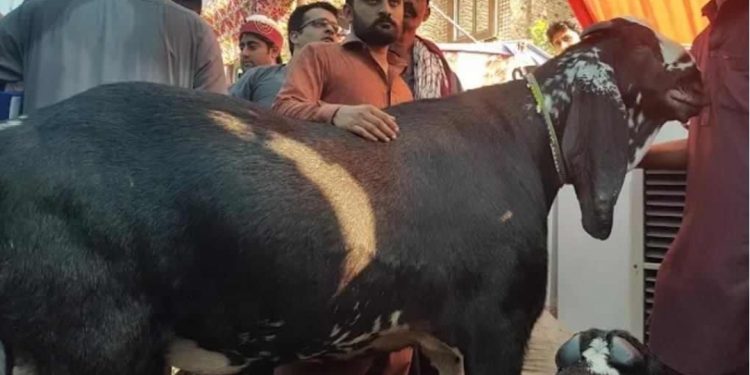 खसी बजारमा ३०० केजीको खसी किन्ने भन्दा हेर्नेको भिड