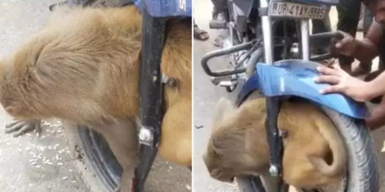 गुडिरहेको बाइकको चक्कामा बाँदर फसेपछि…(हेर्नुहोस भिडियो सहित)