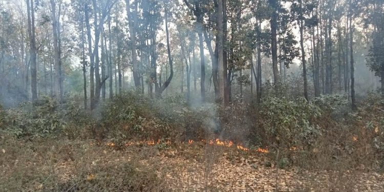 महोत्तरीमा डढेलोले सखाप हुँदै वन