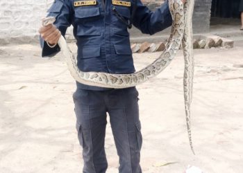 सप्तरीमा सात किलाेकाे अजिङ्गर सर्प फेला……..