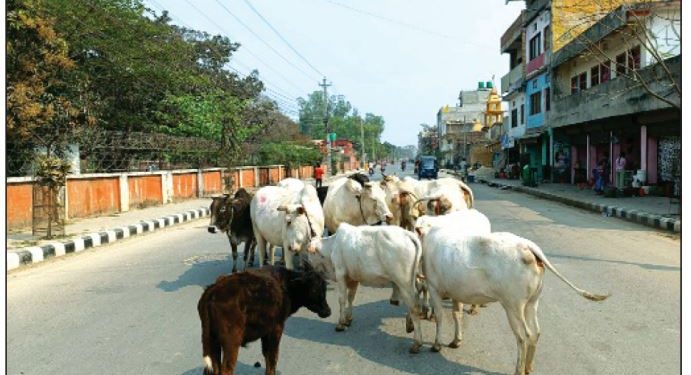 जनकपुरधाममा विकराल बन्दै छाडा चौपायाको समस्या