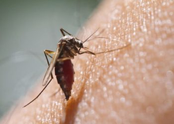 लामखुट्टे भगाउन यस्तो घरेलु उपाय अपनाउनुस्