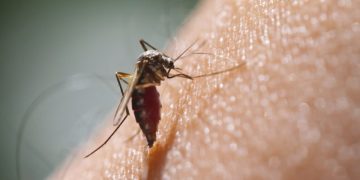 लामखुट्टे भगाउन यस्तो घरेलु उपाय अपनाउनुस्