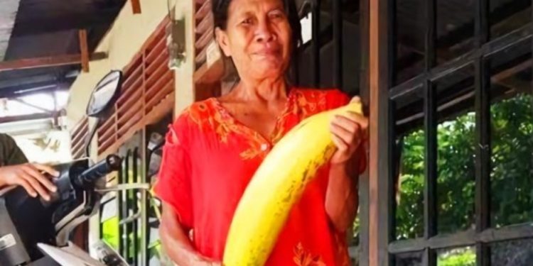 यो हो संसारकै ठूलो केरा ? एउटै कोसाको वजन ३ केजी (फोटो सहित)