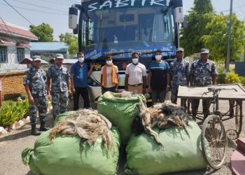 महाेत्तरीबाट ५ सय ५६ वटा चौरी गाईको पुच्छरसहित ४ जना प क्राउ