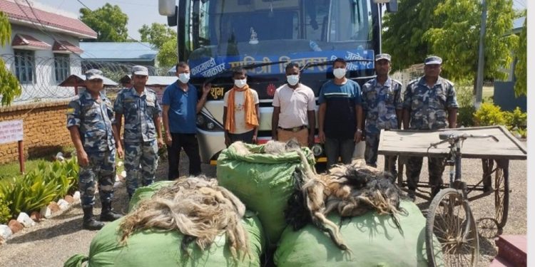 महाेत्तरीबाट ५ सय ५६ वटा चौरी गाईको पुच्छरसहित ४ जना प क्राउ