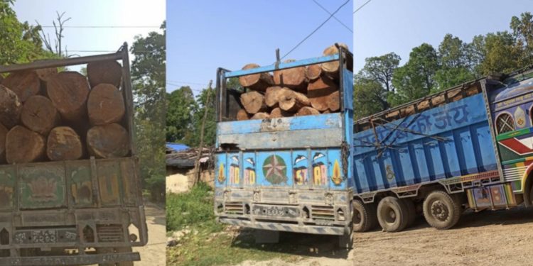 महोत्तरीमा ८५ लाख ५२ हजार बराबरको सालकाे काठ प्रहरीको नियन्त्रणमा