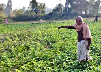 कीराको डरले बर्सेनि बाली फेर्दै किसान