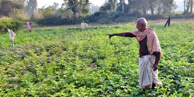 कीराको डरले बर्सेनि बाली फेर्दै किसान