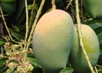 संसारकै अनौठो रुख, जुन रुखमा फल्छ ३०० प्रकारका आँप