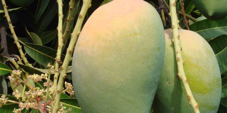 संसारकै अनौठो रुख, जुन रुखमा फल्छ ३०० प्रकारका आँप