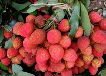 लिचीको दाना घाँटीमा अड्किएर एक बालकको मृ त्यु    
