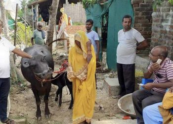 सिरहामा भैँसी भाडामा ल्याएर बाँड्ने सहकारीलाई कारबाही
