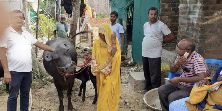सिरहामा भैँसी भाडामा ल्याएर बाँड्ने सहकारीलाई कारबाही