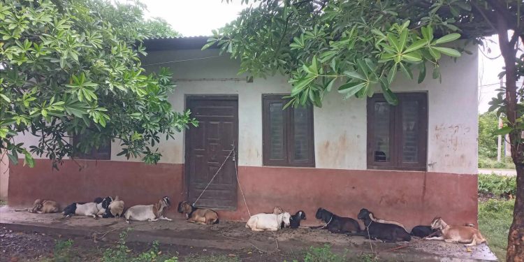 छोटी भन्सार कार्यालयको अवस्था कहाली लाग्दो